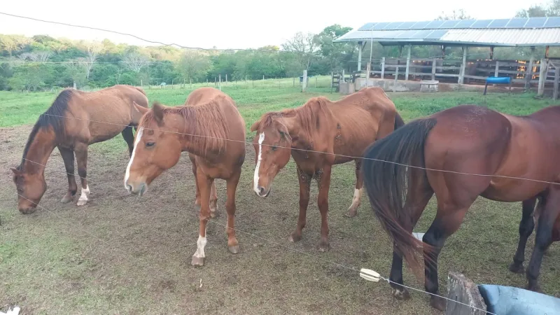 Animais foram encaminhados para o Instituto Recanto dos Anjos.