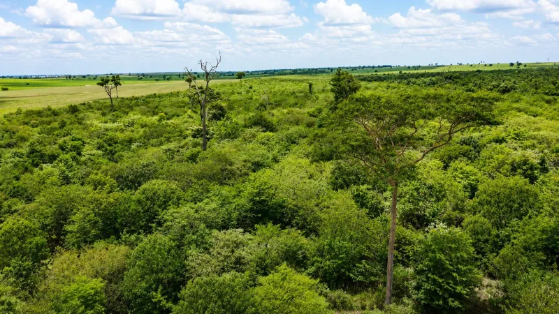 Foram plantadas 200 mil mudas de espécies nativas da região.