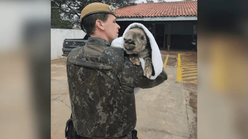 Animal será devolvido ao habitat após recuperação.
