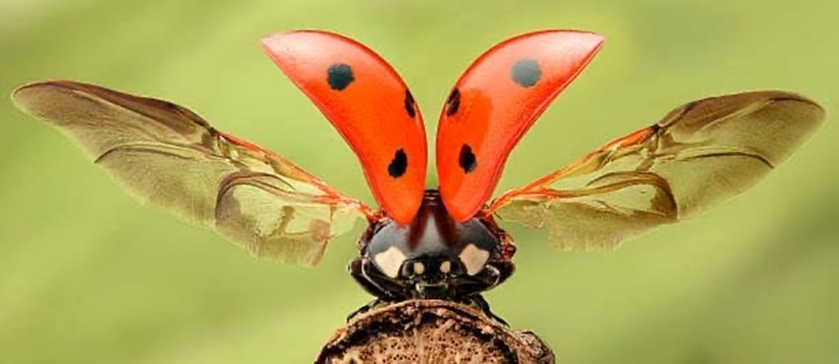 Atividades acontecem nestes sábado (11) e domingo (12).